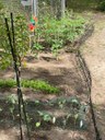 Unsere Gartenzeit – Kleine Gärtner in der Kita Hasenberg ganz groß