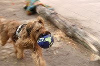 Tiergestützte Pädagogik mit Hund